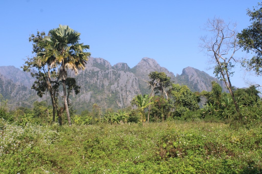Photograph of a palm tree in the fore and karst mountains in the background. Taken outside Vang Vieng, Laos. 
