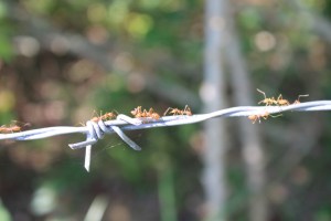 Photograph of fire ants on a strand of barbed wire in the countryside near Vang Vieng, Laos.