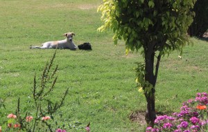 Photograph taken in Lucknow, India in the garden of the Mushir Zadi tomb. 