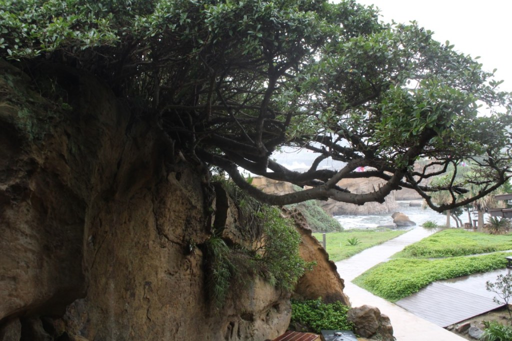 Photograph of a cliffside tree and green vegetation at Yehliu Geopark.