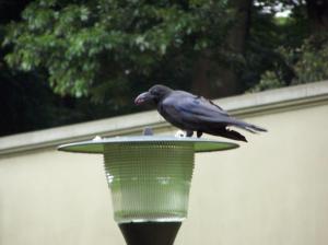 Photograph of a crow atop an outdoor lighting fixture at Tokyo's Imperial Palace.