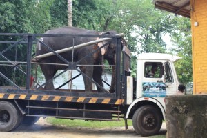 Photograph of an elephant on a truck taken in Sri Lanka at the Pinnawala Elephant Orphanage.