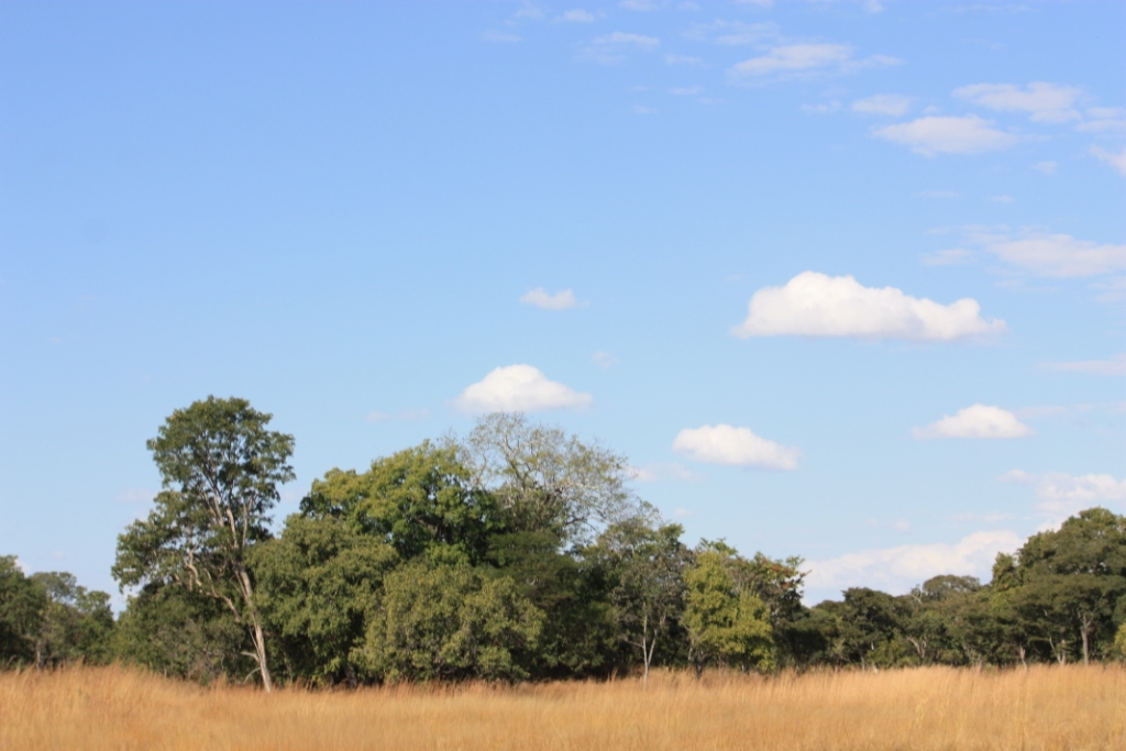 Photograph of blue skies over golden grasses, taken in Chaminuka Nature Reserve outside of Lusaka, Zambia. 