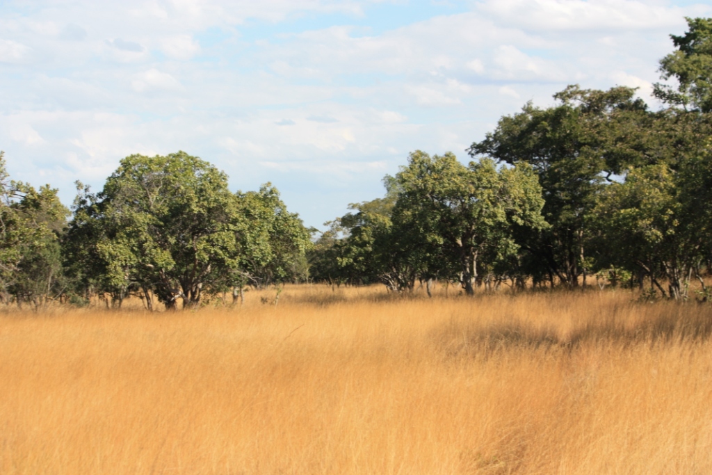 Photograph of tawny tall grass, taken in Chaminuka Nature Reserve outside of Lusaka, Zambia. 