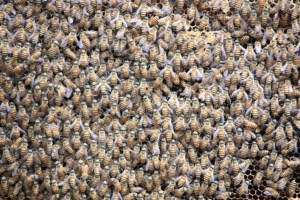 Photograph of bees taken in the Mekong Delta region south of Saigon (Ho Chi Minh City.)