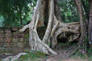Photograph of a Strangler Fig straddling a stone wall -- taken at Ta Prom, Angkor, Cambodia.