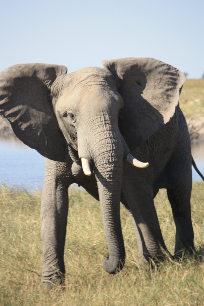 Photograph of a posturing young tusker near the Chobe River's edge in Botswana.