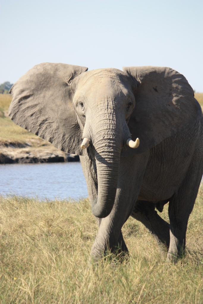 Photograph of an aggressive adolescent elephant in Botswana's Chobe National Park.