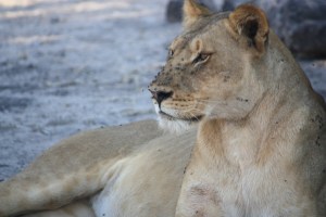 Photograph of a female lion taken in Chobe National Park in Botswana.