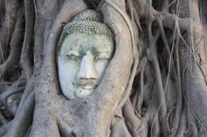Photograph of a Buddha head carving enveloped by Strangler Fig at Wat Mahathat in Ayutthaya, Thailand.