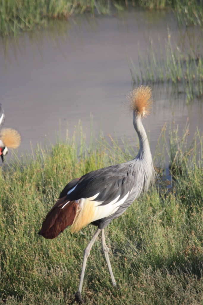 Photograph of one Gray-Crowned Crane standing tall in Kenya's Amboseli National Park. 