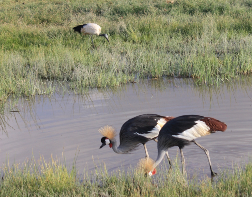 Photograph of two Gray-Crowned Cranes foraging in the Amboseli wetlands.