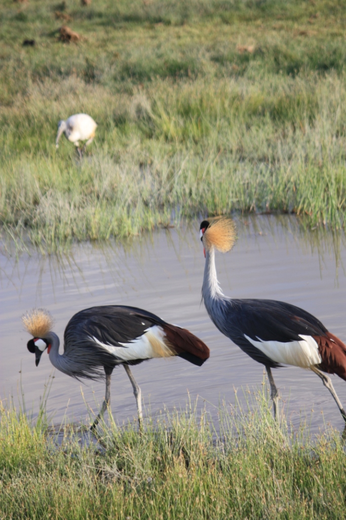 Photograph of two Gray-Crowned Cranes foraging in the Amboseli wetlands.
