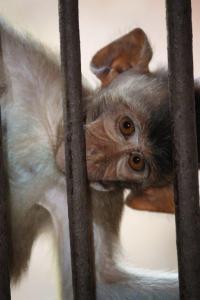 Photograph of a monkey looking sideways through the bars at a temple in Lopburi, Thailand.