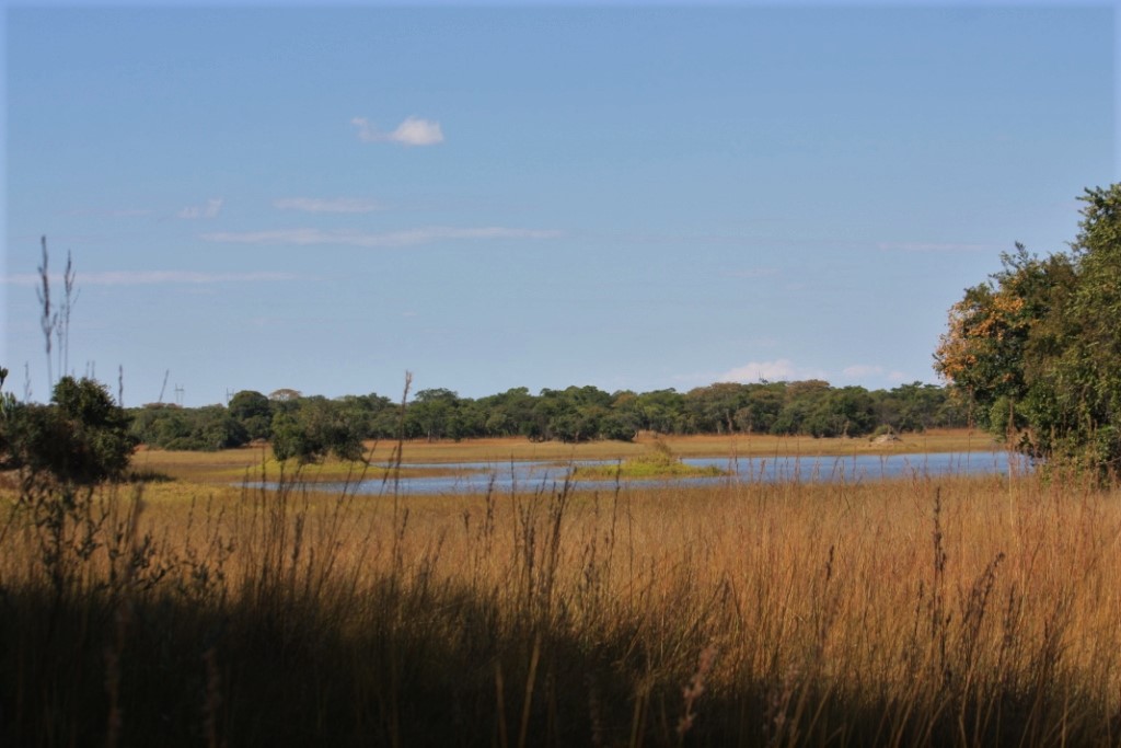 Photograph of tawny tall grass under blue skies, taken in Chaminuka Nature Reserve outside of Lusaka, Zambia. 