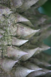 Photograph of a thorny tree taken in the Gardens by the Bay in Singapore.