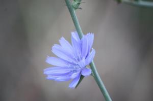 Photograph of a blue Chicory flower, taken near Kolsay Lake in Kazakhstan.