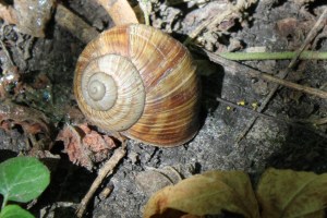 Photograph of a large snail shell taken near Simontornya, Hungary.