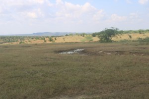 Photograph of pastureland north of Gwalior near Mawai in Madhya Pradesh.