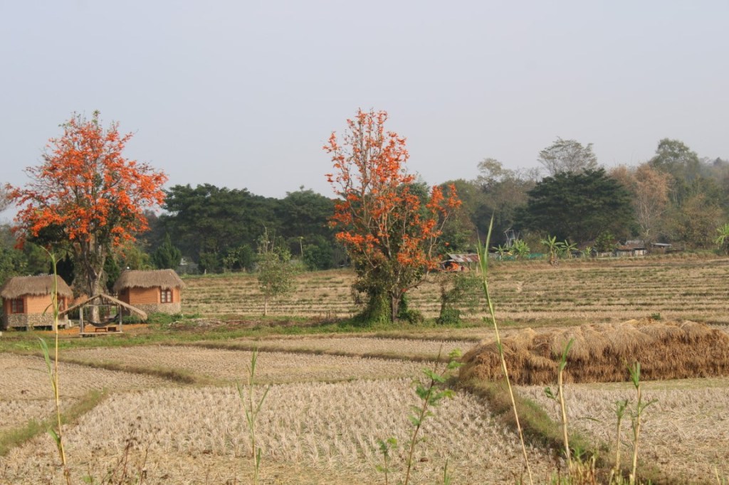 Photograph of a farm on the outskirts of Pai, Thailand -- post rice harvest but with blossoming trees. 