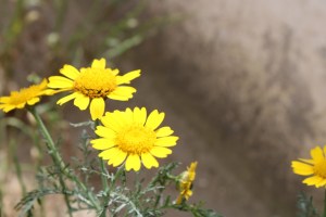 Photograph of bitterweed around a grave in a cemetery in Baku, Azerbaijan.
