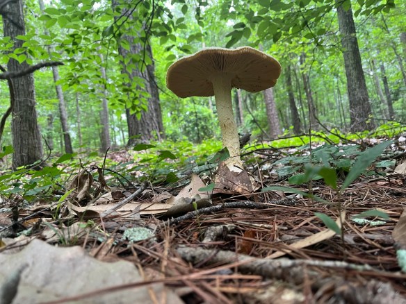Photograph of a large amanita mushroom on a walk in the woods.