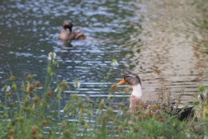 Photograph taken in the Halasuru neighborhood of Bangalore of ducks in water.