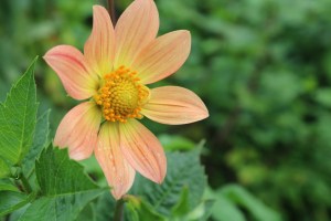Photograph of a pink and orange flower taken in Mussoorie, Uttarakhand, India.
