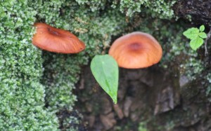 Photograph of mushroom caps among lichens and leaves, taken in the mountains near Mussoorie, Uttarakhand, India.