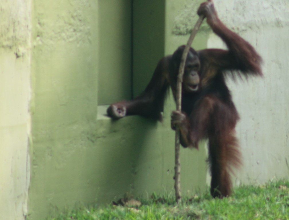 Photograph of a Chimp with a stick at Mysore Zoo
