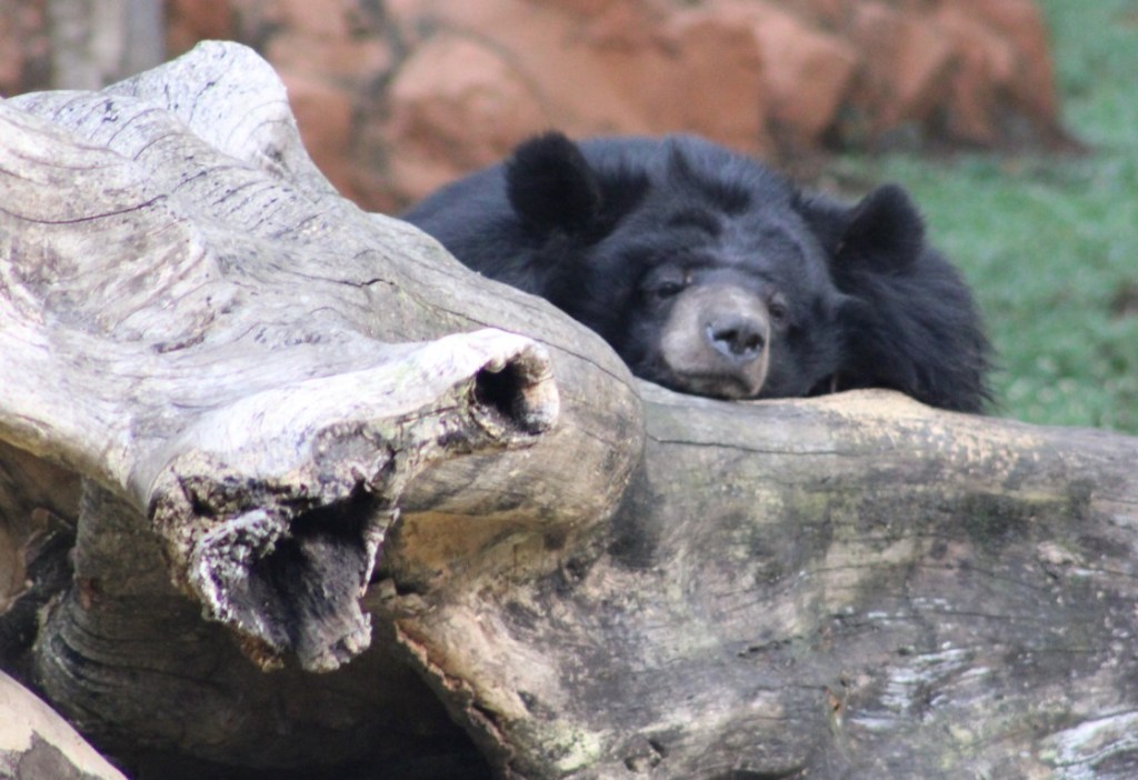 Photograph of a bear taking rest on a log at Mysore Zoo. 