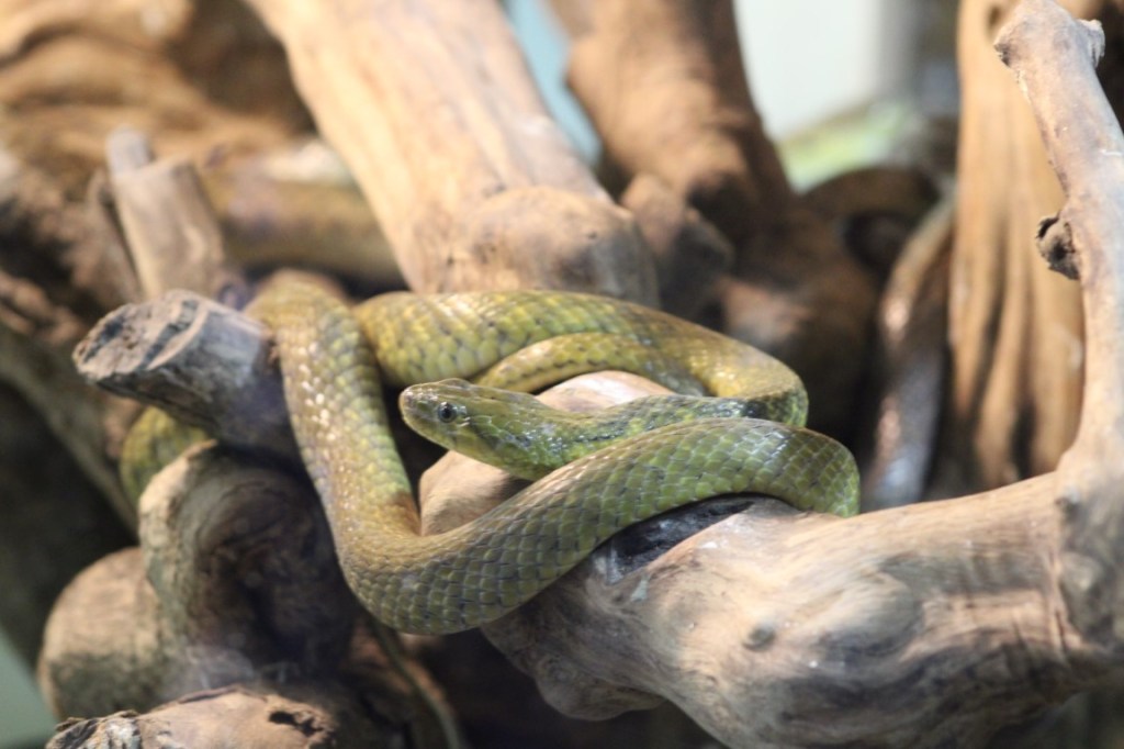 Photograph of a snake in the reptile house of Mysore Zoo.