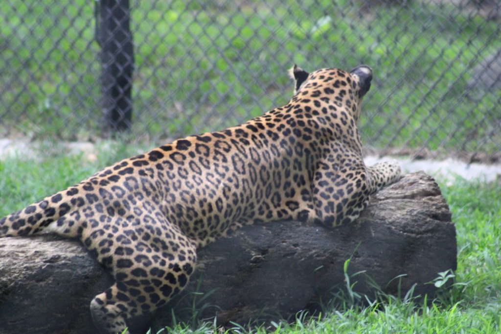 Photograph of a leopard on a log at Mysore Zoo.