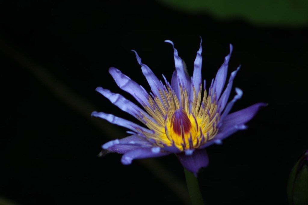 Photograph of a purple petaled flower taken in the Singapore Changi Airport.