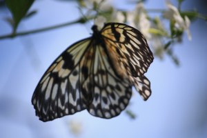 Photograph taken at a butterfly sanctuary on Bohol Island, Philippines.