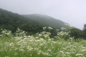 Photograph of wildflowers atop South Mountain near Gyeongju, South Korea.
