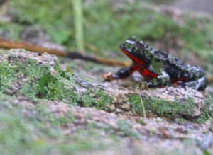 Photograph of a Fire-Bellied Toad taken near Gyeongju, South Korea.
