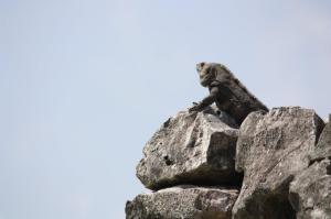 Photograph of an Iguana on the rocks overlooking Tulum Beach.