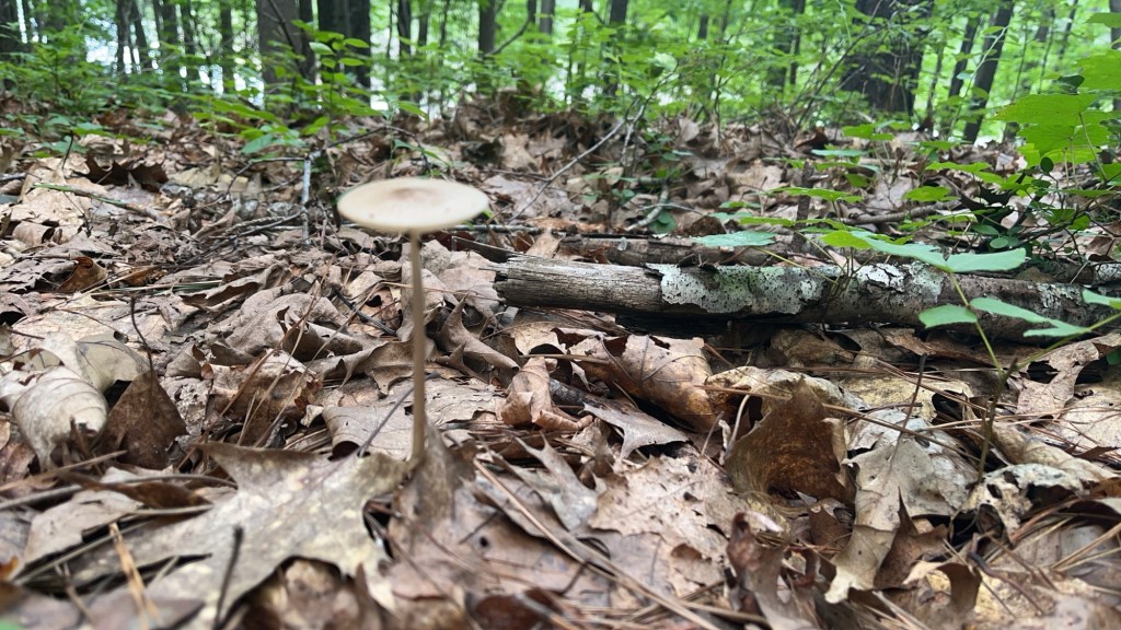 Photograph of a long stemmed mushroom growing through the leaf litter in Stone Mountain Park. 