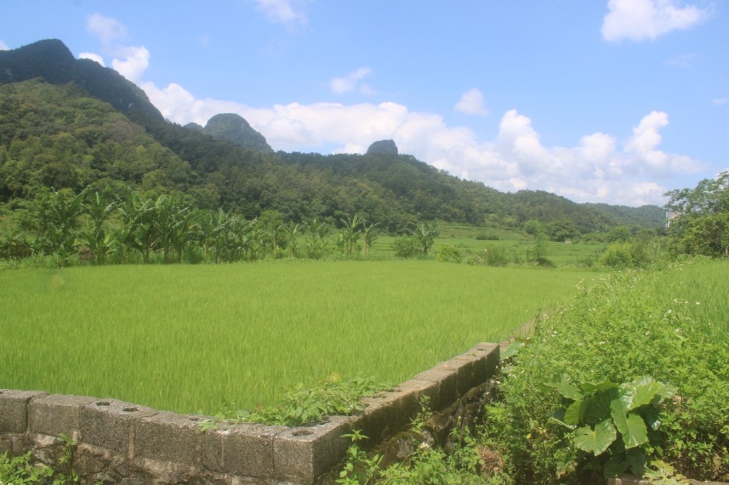 Photograph with rice field in the fore and mountains and sky in the background. Taken in rural Cao Bang, Vietnam. 
