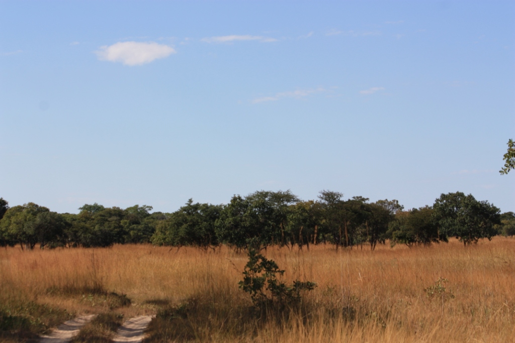 Photograph of tall grass in Winter at the Chaminuka Nature Reserve outside of Lusaka, Zambia. 