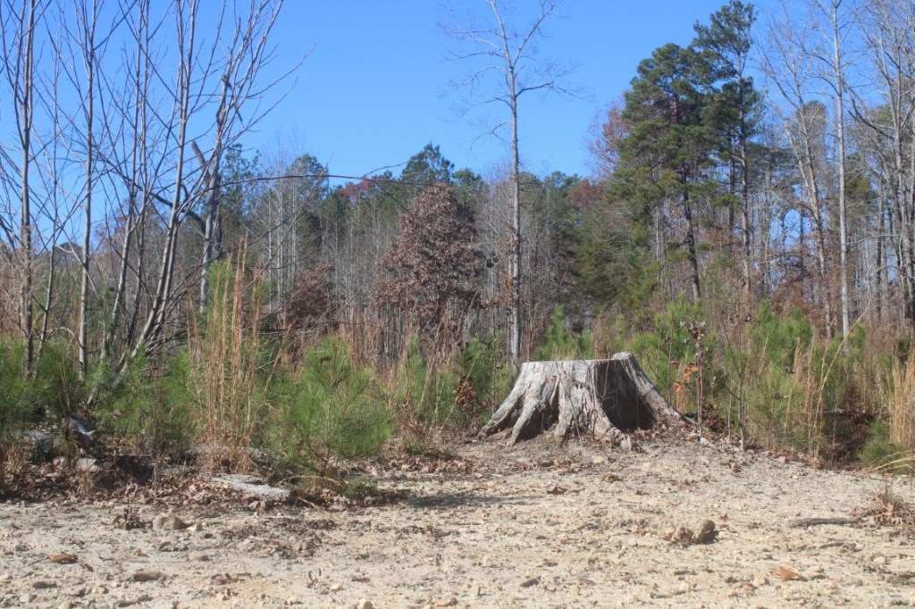 Photograph taken on the Butch Kennedy Trail near Pendleton, South Carolina, featuring woods, sky, and a tree trunk that dominates the scene.
