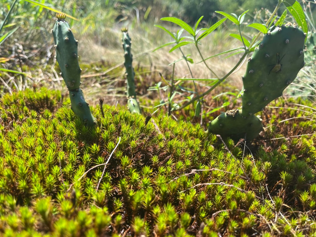 Photograph of lesser smoothcap moss and prickly pear in Arabia Mountain Park of Stonecrest, DeKalb County, Georgia.