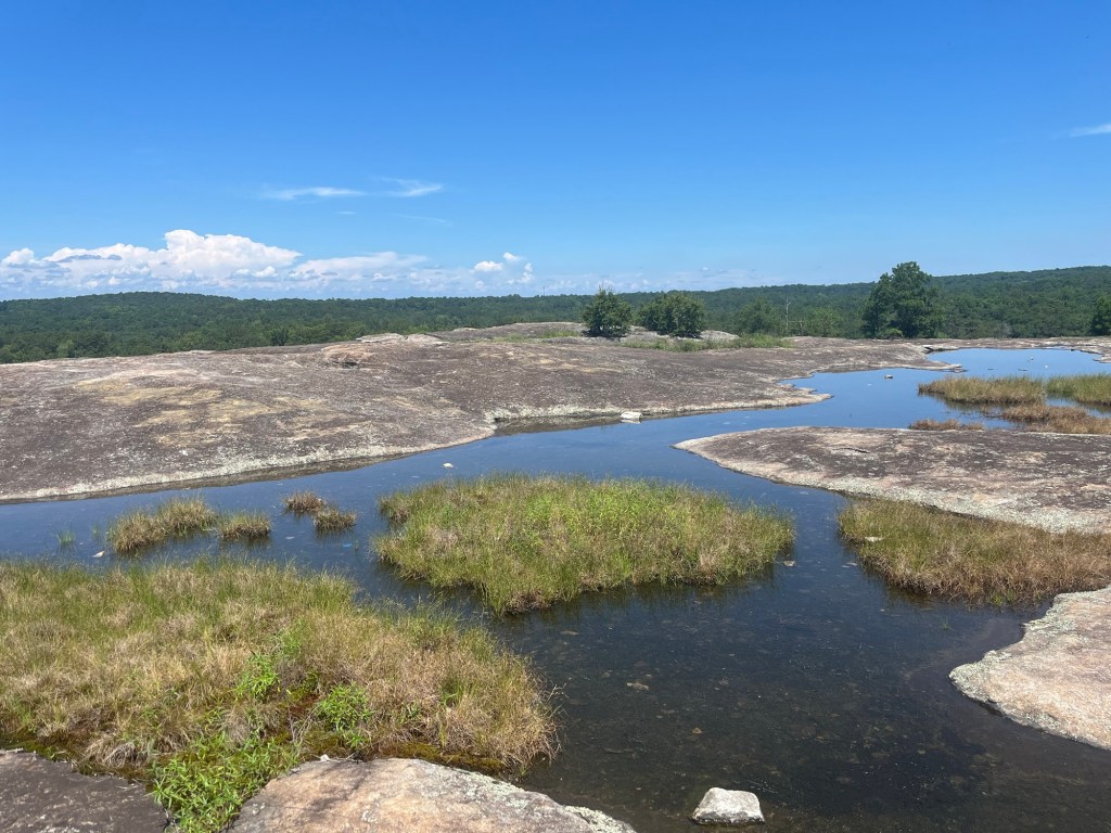 Photograph of standing water and vegetation atop the granite dome of Arabia Mountain Park.