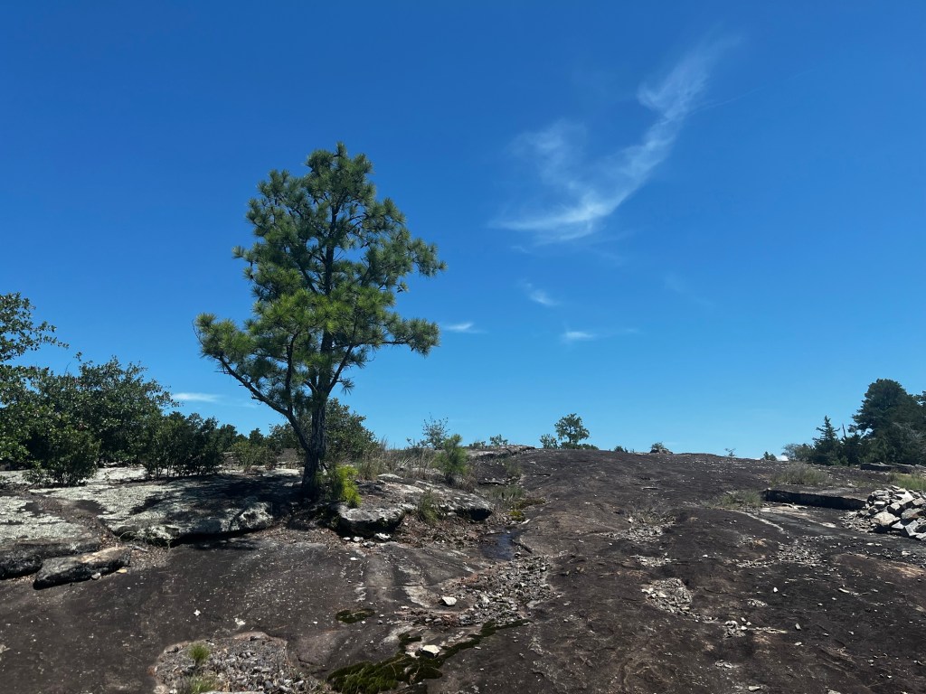 Photograph of an evergreen growing out of stone at the Arabia Mountain Park.