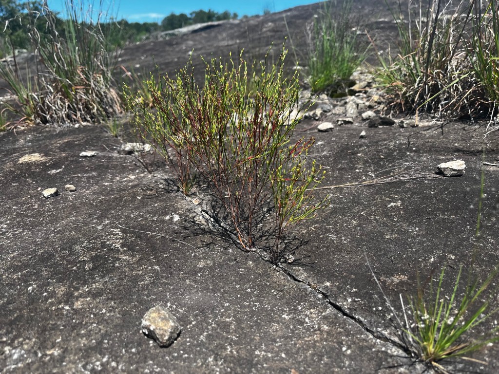Photograph of Pineweed growing up through the cracks at Arabia Mountain Park in Stonecrest, DeKalb County, Georgia.