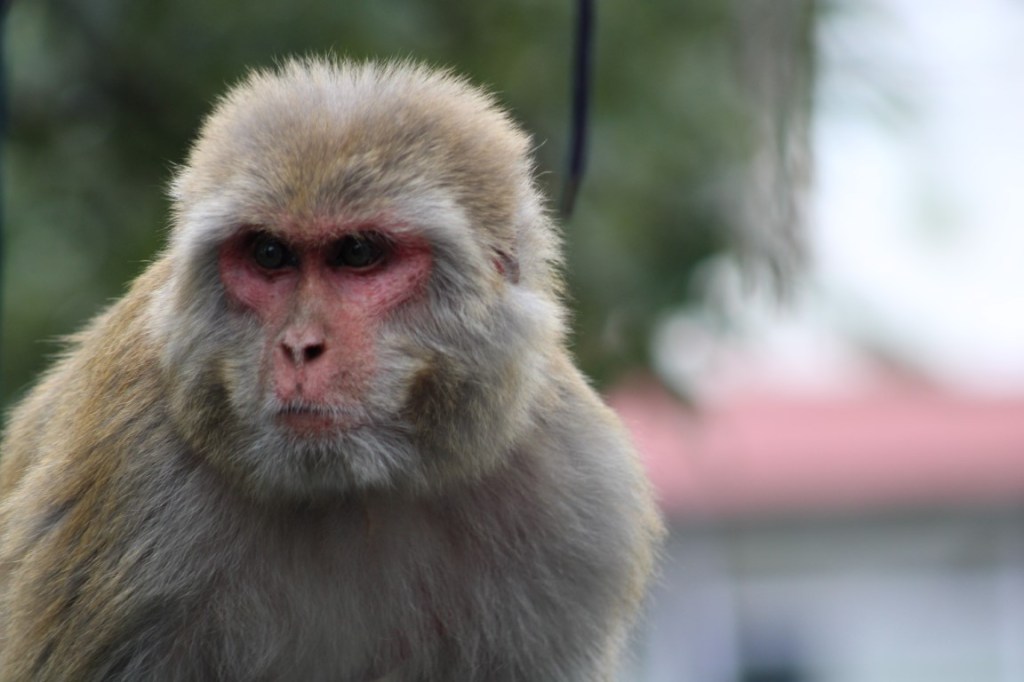 Photograph of a Macaque monkey taken in Mussoorie in Uttarakhand, India.