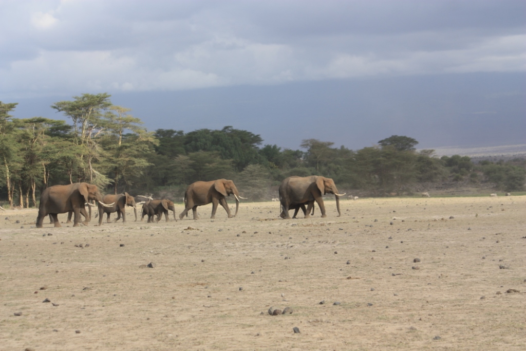Photograph taken in Amboseli National Park in Kenya of a line of elephants traipsing out of the shelter of trees across bare soil.
