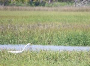 Photograph of an egret in the wetlands near Sapelo Island in coastal Georgia.