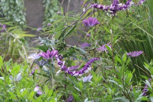 Photograph of purple flowers taken in Zipaquirá, Colombia.